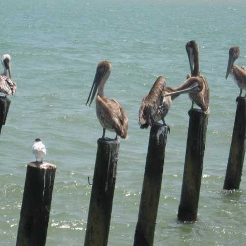 pelicans at Dangriga (Belize)