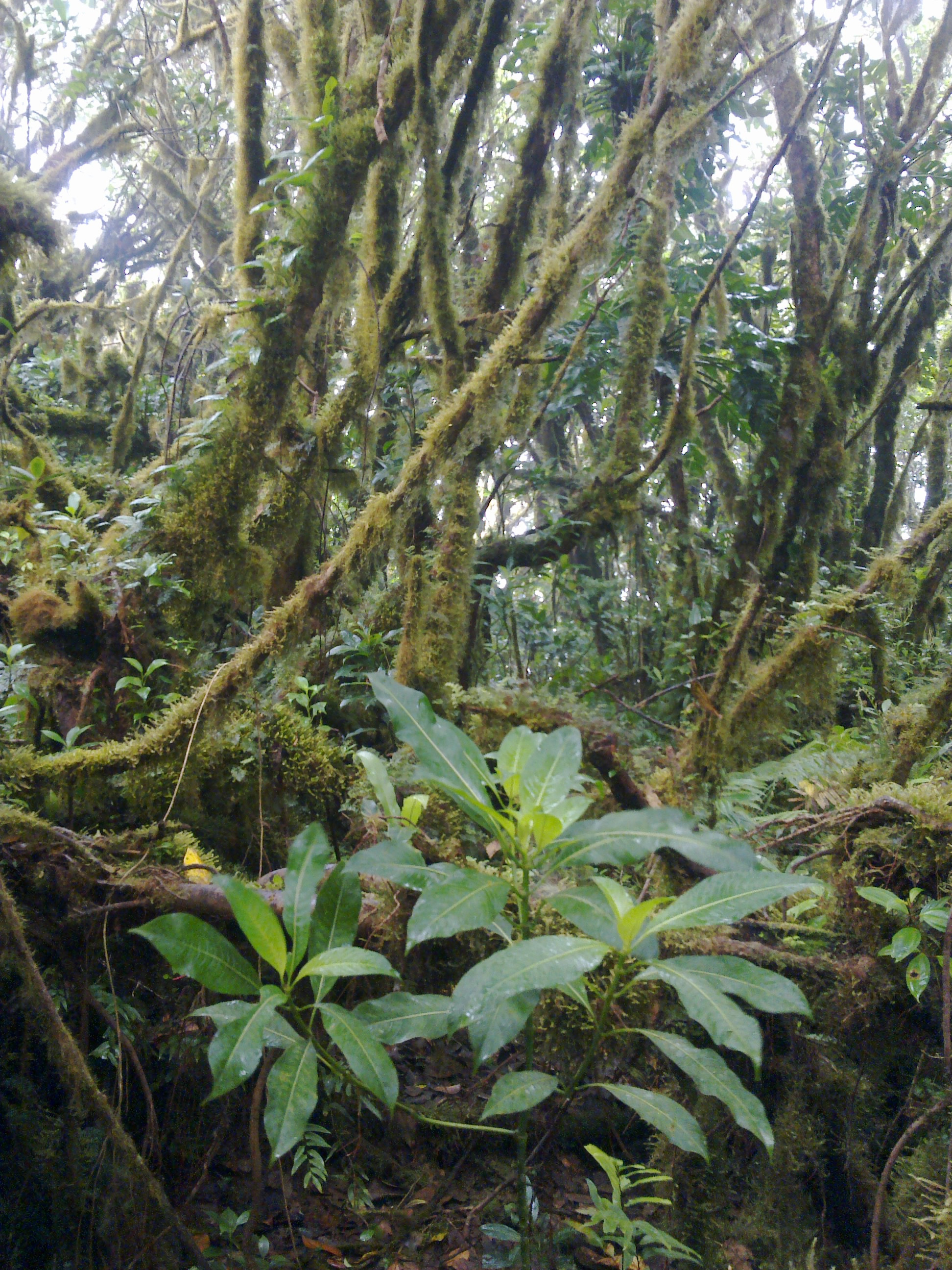 Climbing the volcano Madera (Ometepe Island, Nicaragua)