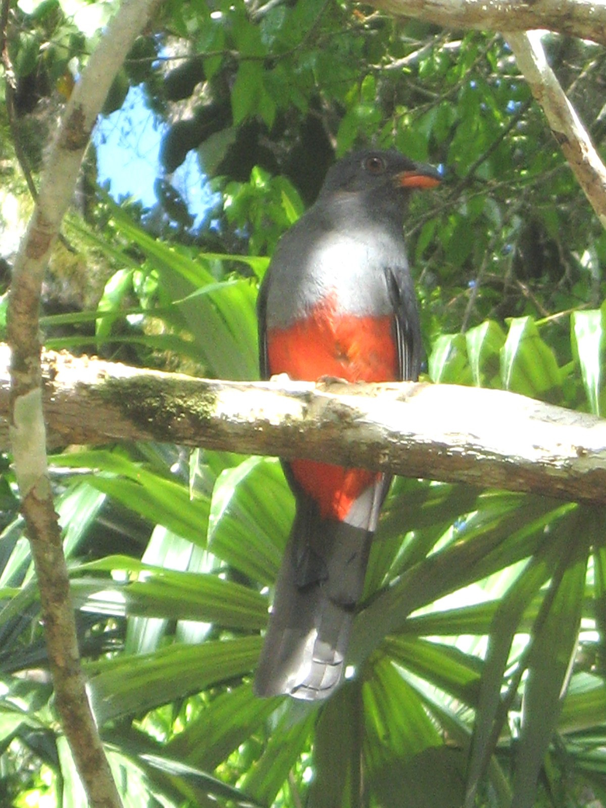 Bird in Tikal (Guatemala)