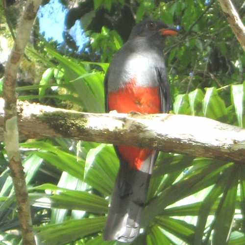 Bird in Tikal (Guatemala)