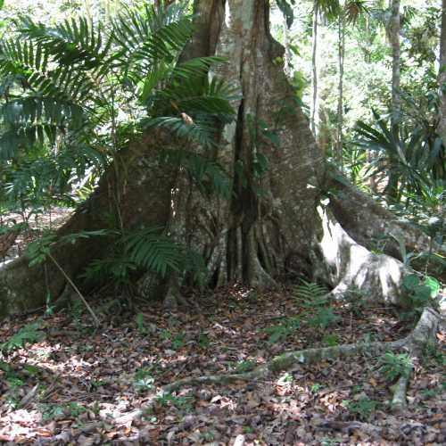 Jungle in Tikal (Guatemala)
