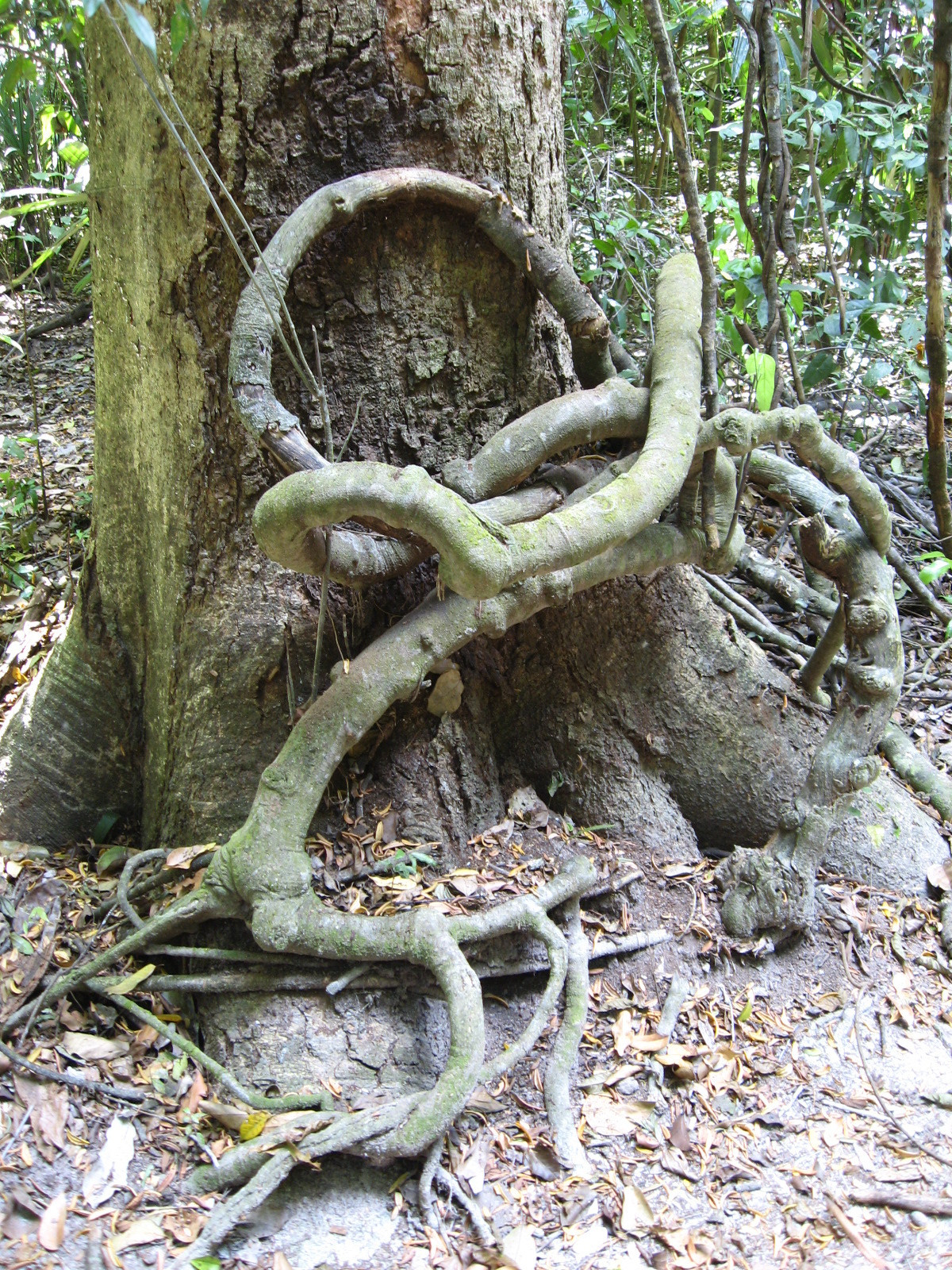 Tikal, Guatemala