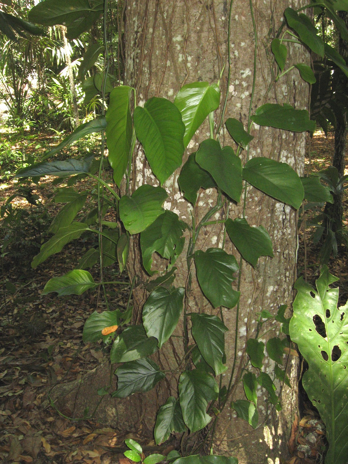 Jungle in Tikal (Guatemala)