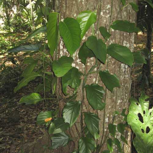 Jungle in Tikal (Guatemala)