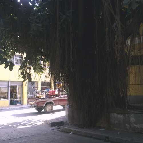 Banian tree (Tegucigalpa, Honduras)