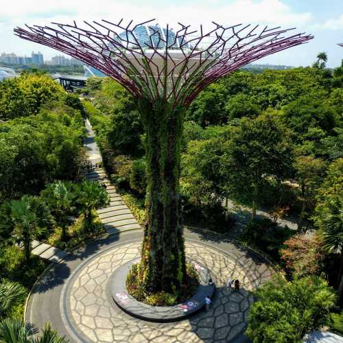 Фантастические супердеревья в «Саду у Залива» (Garden by the Bay) стали уже визитной карточкой Сингапура.