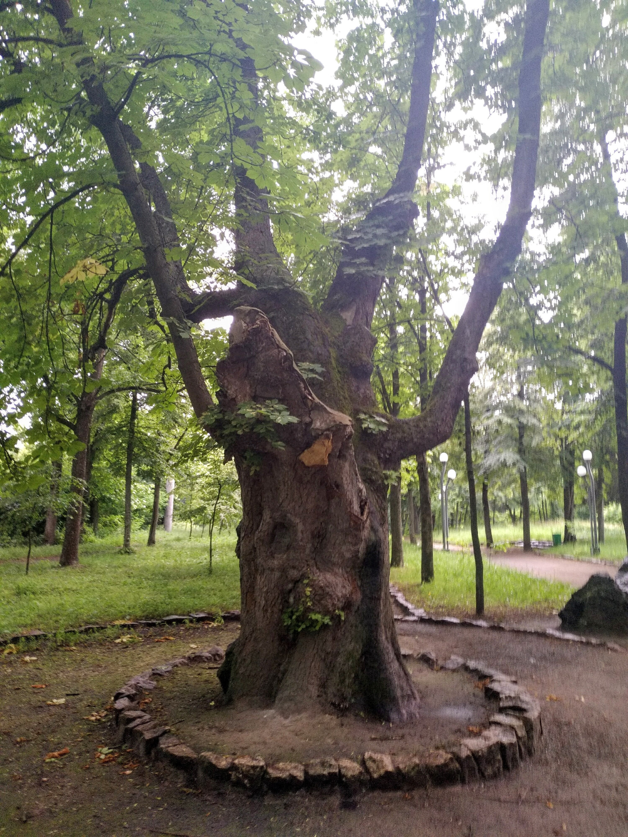 Корсунь-Шевченківський, Україна