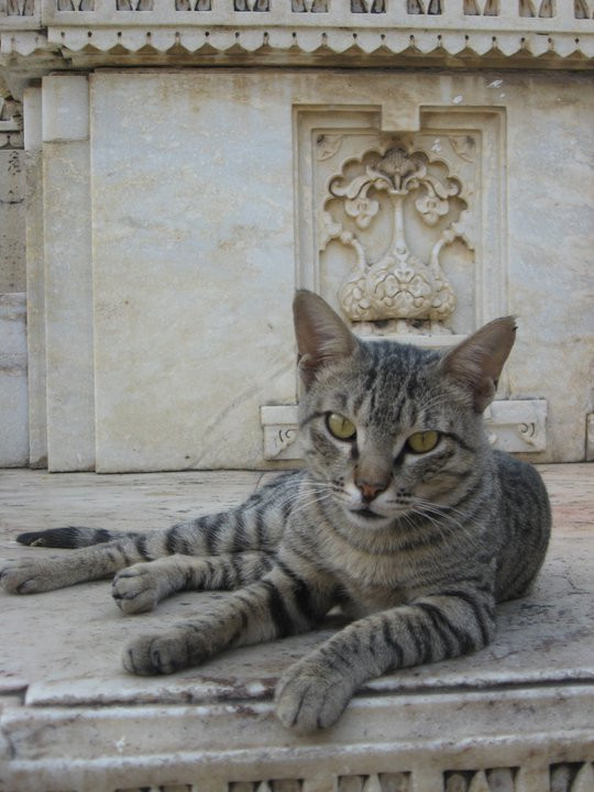 Храмовый кот (Sri Jagat Shiromananiji Temple, Udaipur)
