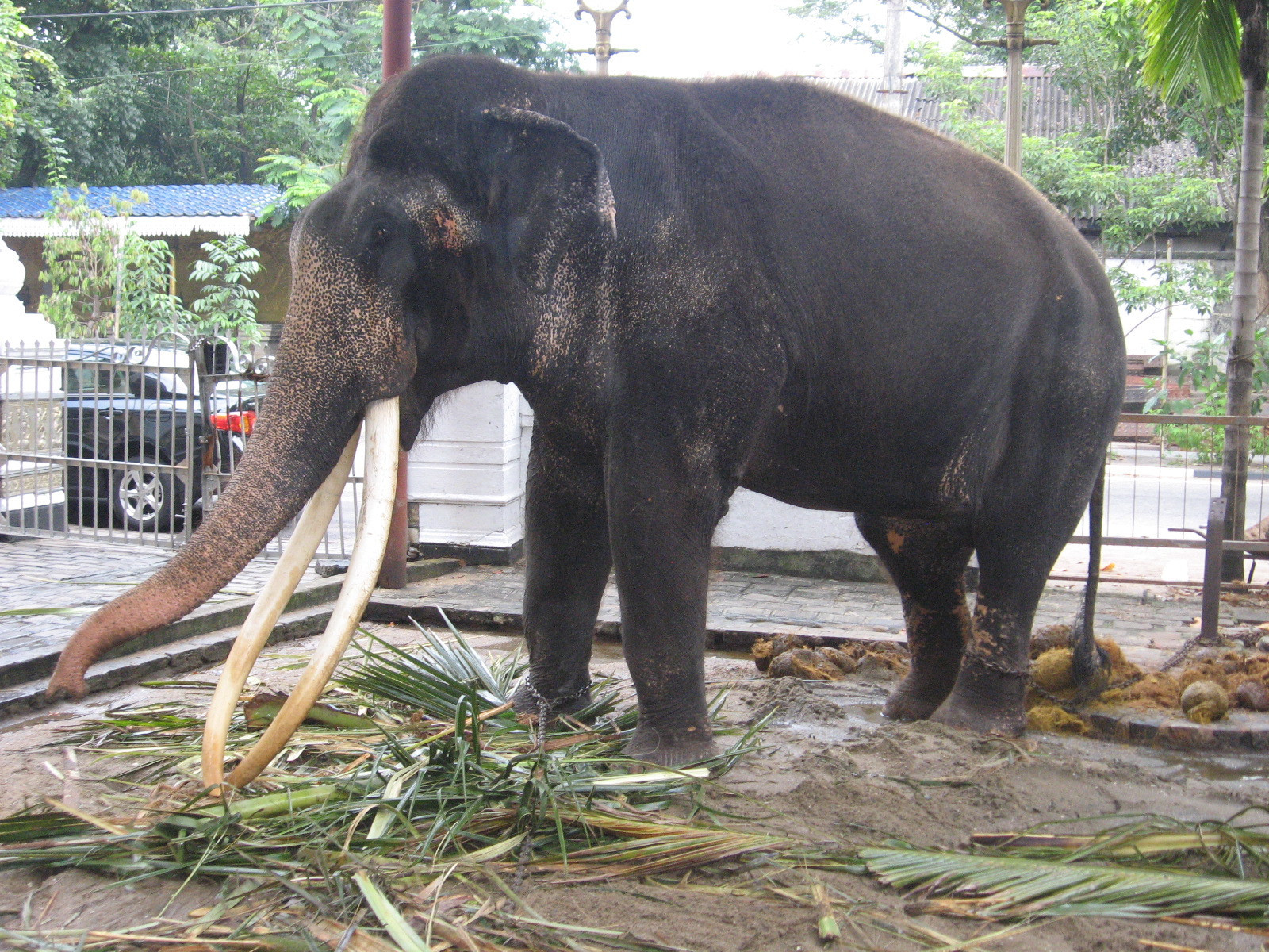 Gangaramaya Temple (Colombo, Sri Lanka)