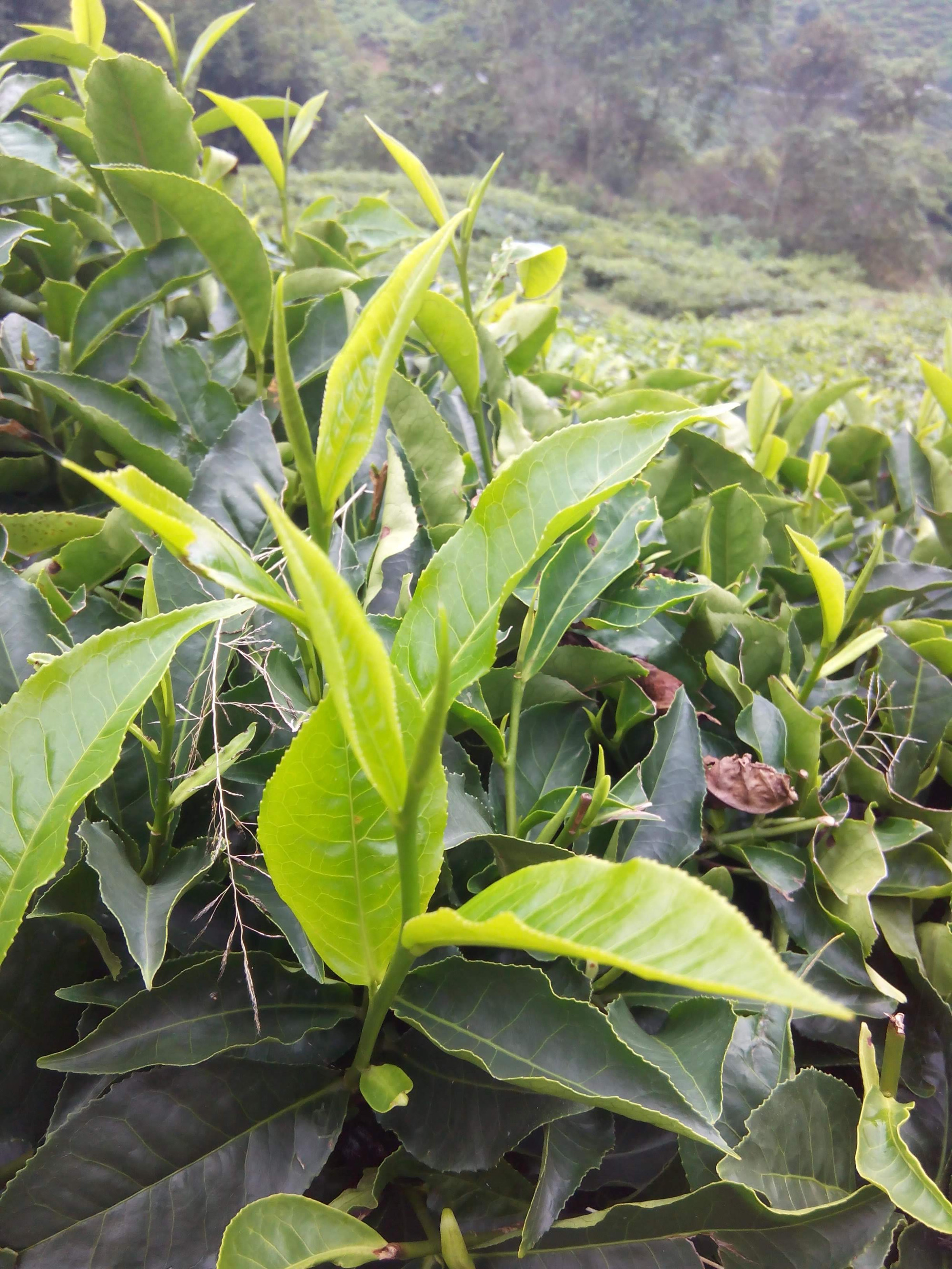 Tea plantation / Tanah Rata, Malaysia