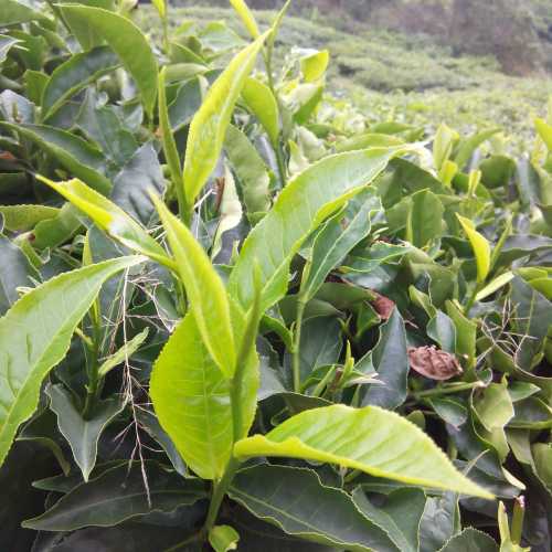 Tea plantation / Tanah Rata, Malaysia