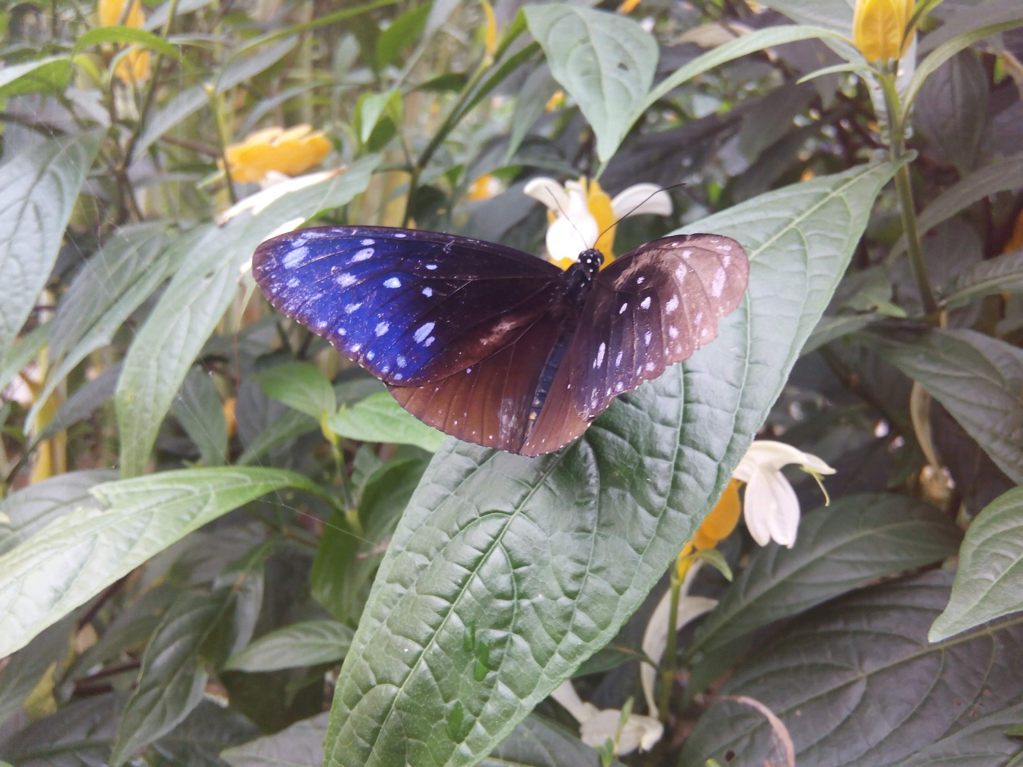 Cameron Highlands Butterfly Farm / Tanah Rata, Malaysia