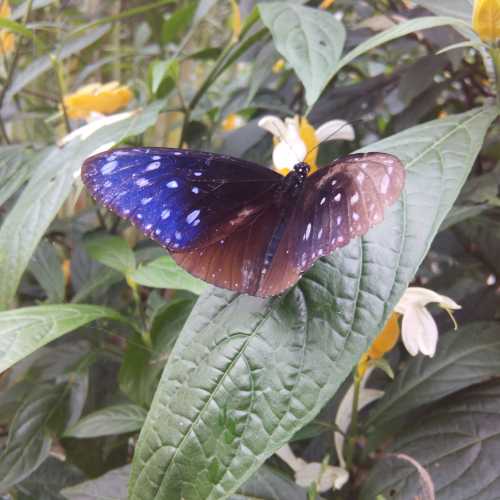 Cameron Highlands Butterfly Farm / Tanah Rata, Malaysia