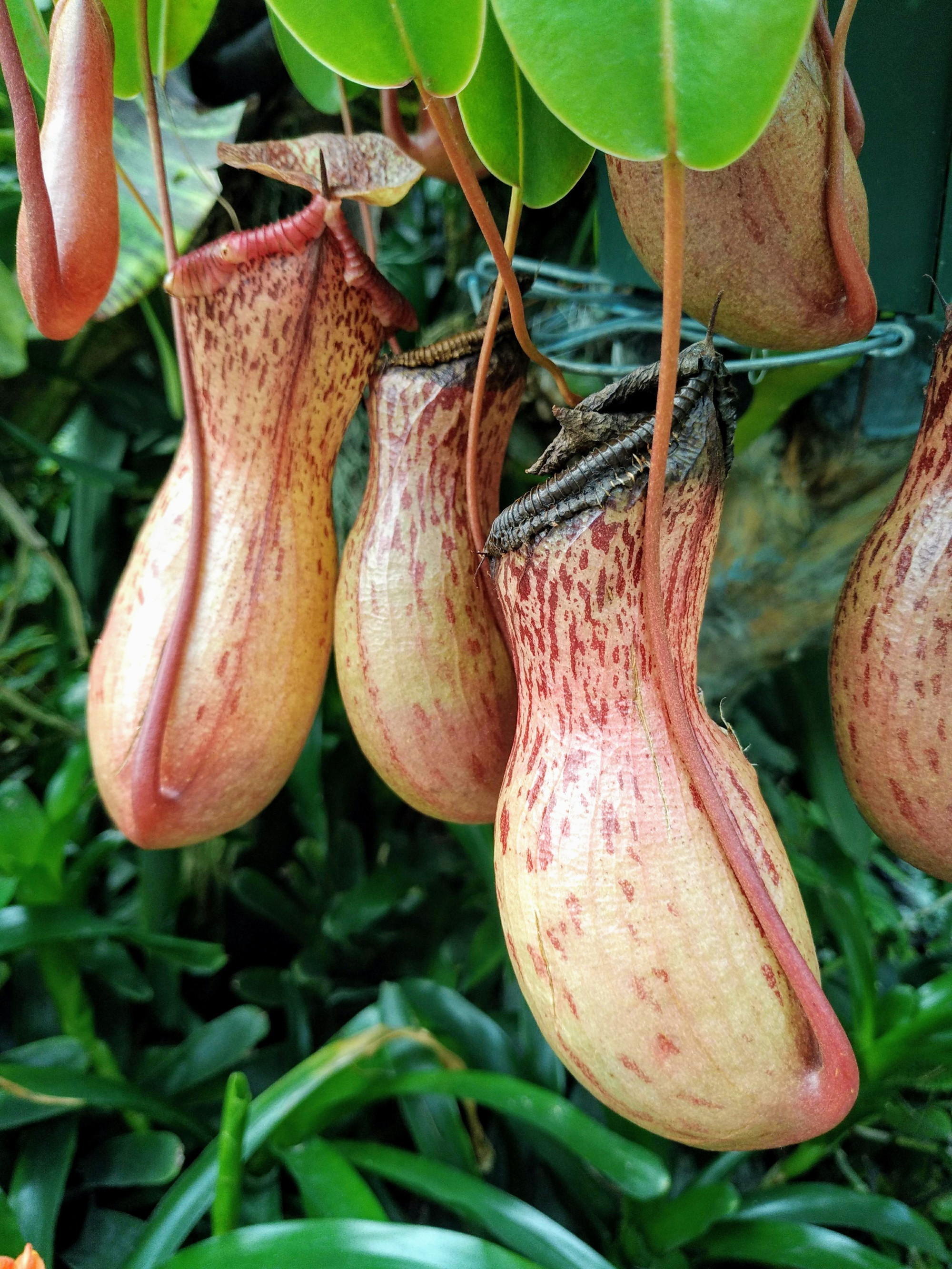 Nepenthes / Gardens by the Bay (Singapore)