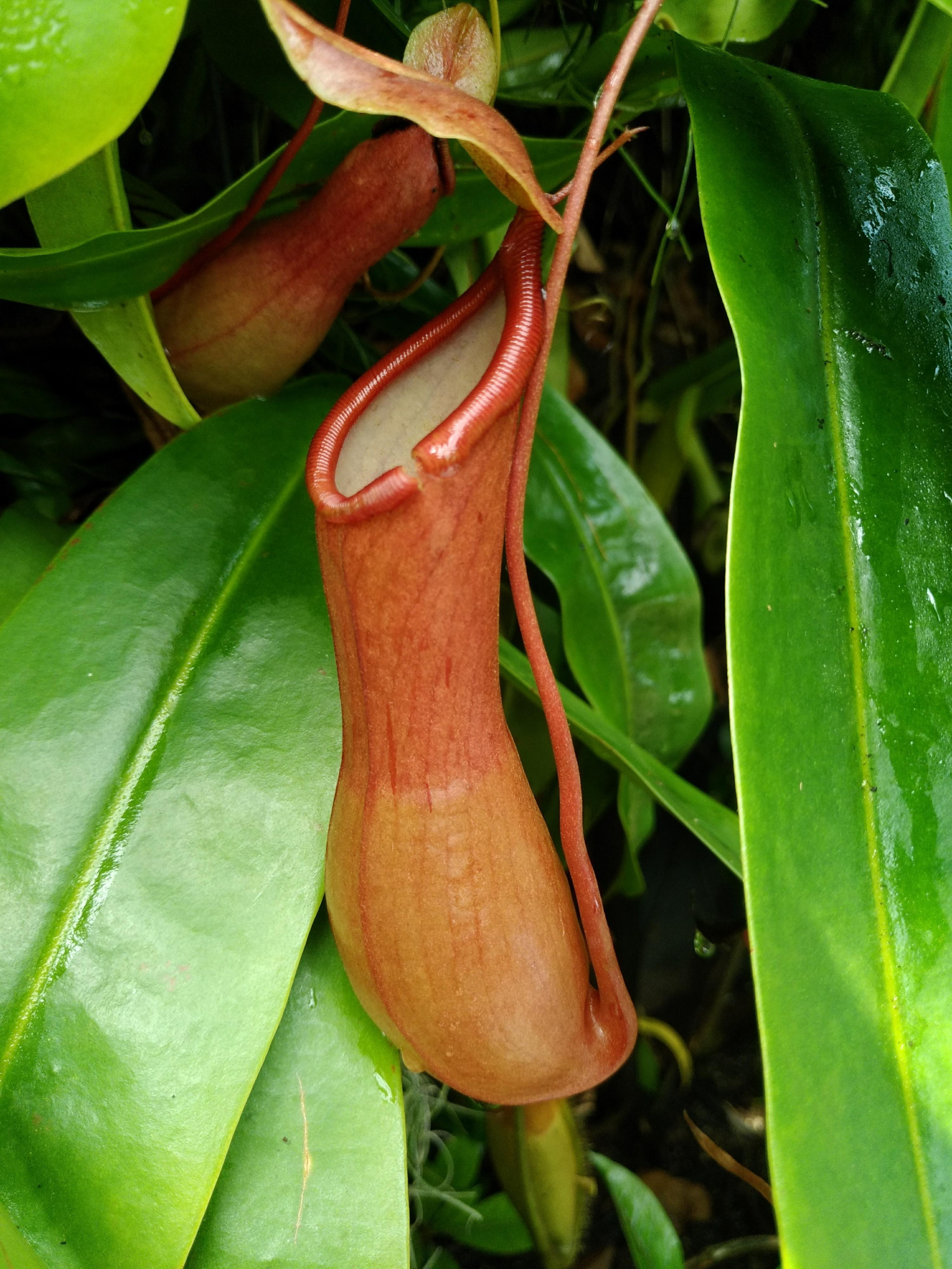 Nepenthes / Gardens by the Bay (Singapore)