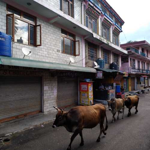 Rewalsar, Himachal Pradesh, India