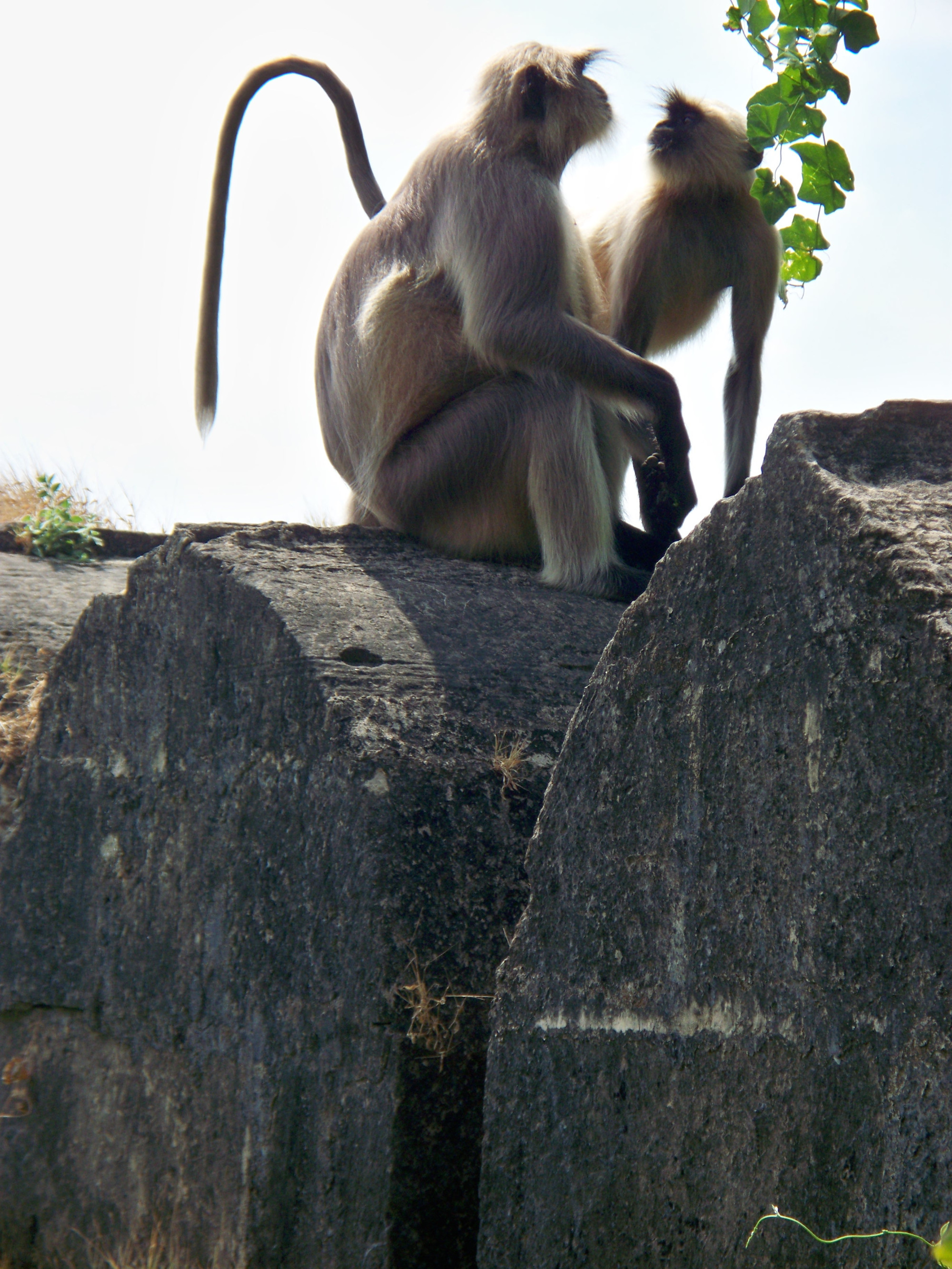 monkeys / Junagadh, Gujarat state, India