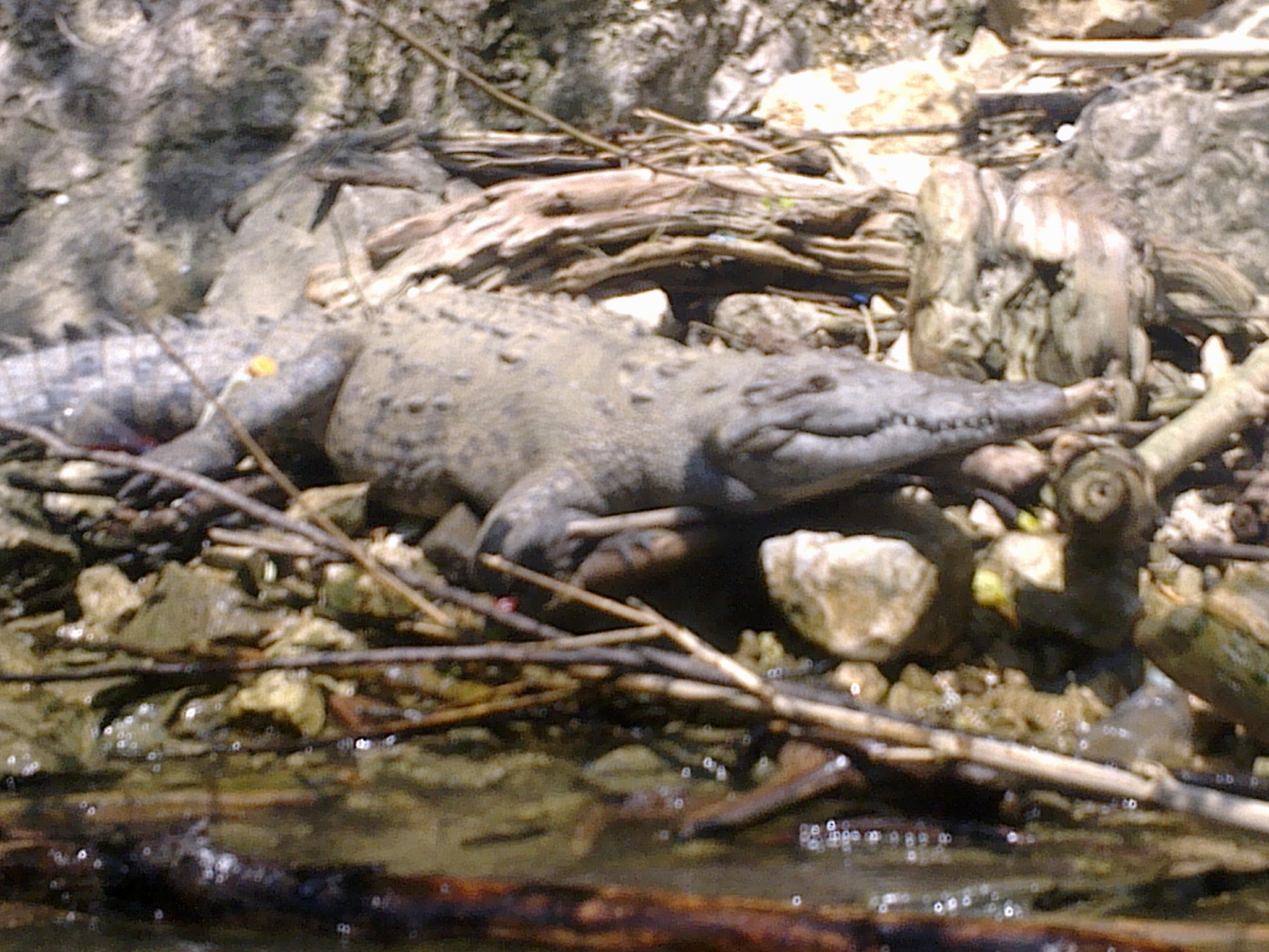crocodile / Sumidero Canyon (Chiapas, Mexico)