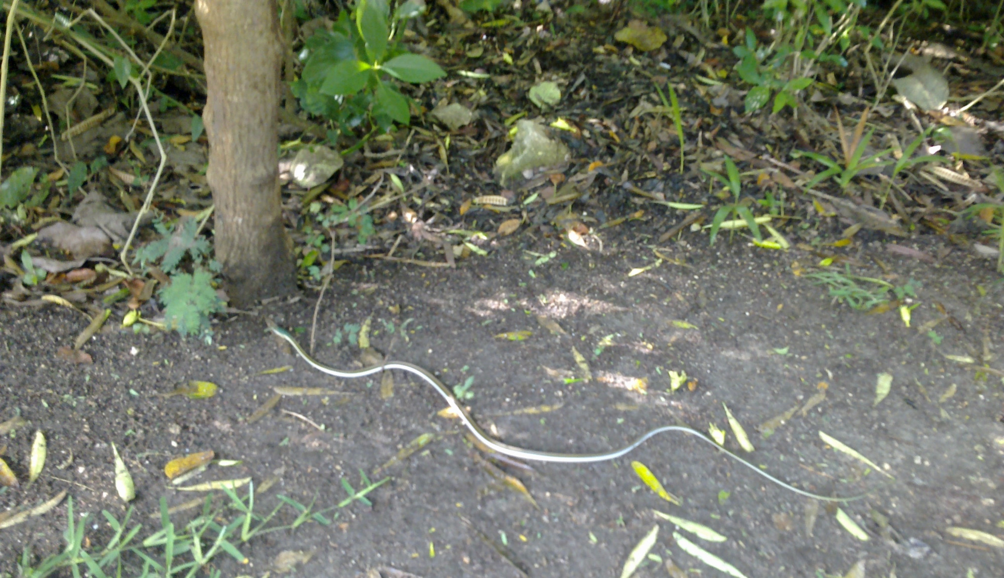 snake / Tulum, Mexico