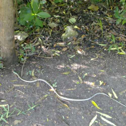 snake / Tulum, Mexico
