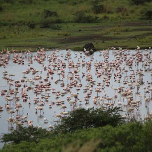 Озеро с фламинго