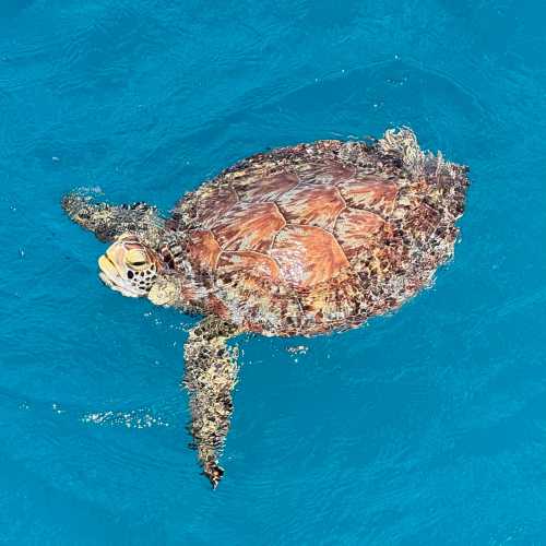 Virgin Islands of the United States