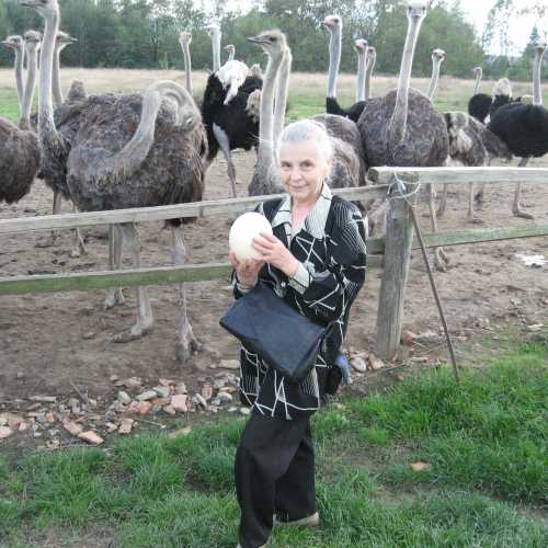 Страусинная ферма в Хусте, Ukraine