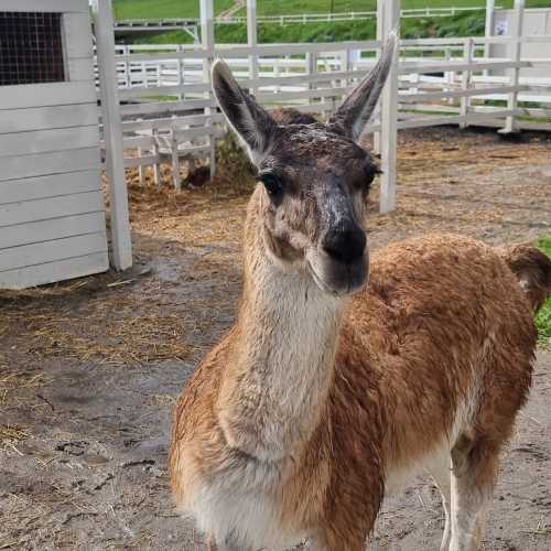 парк альпак, Russia