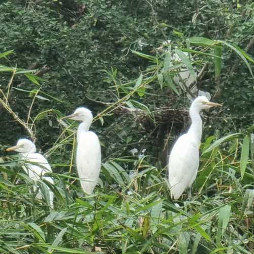 Чаудок, Вьетнам