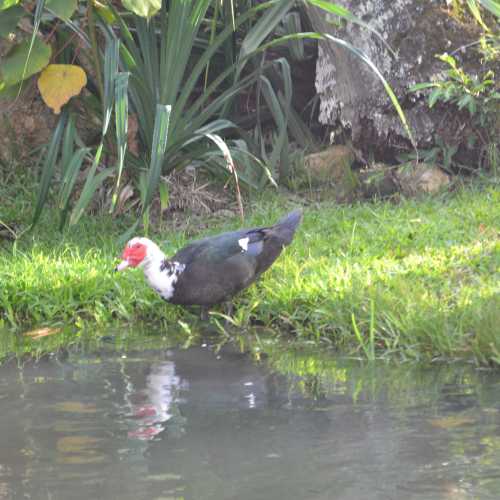 Кахулуи photo