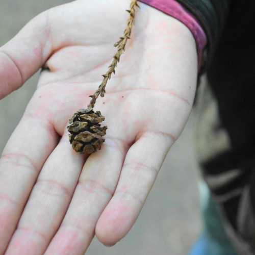 Muir Woods National Monument, United States