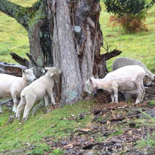Wellington, New Zealand