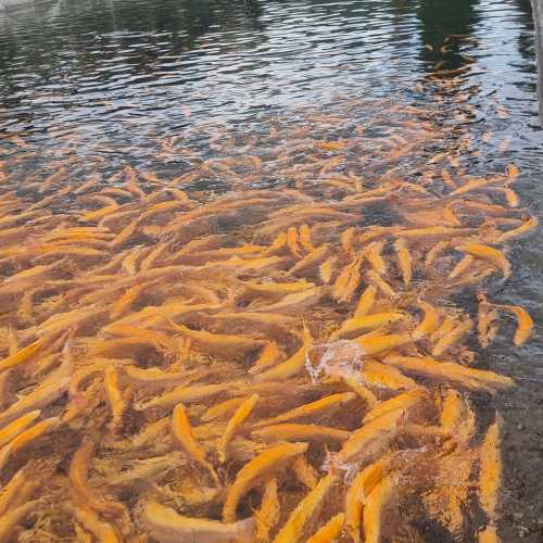 сочи форелевая ферма, Russia