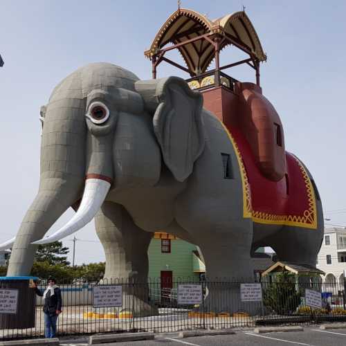 слониха Люси, United States