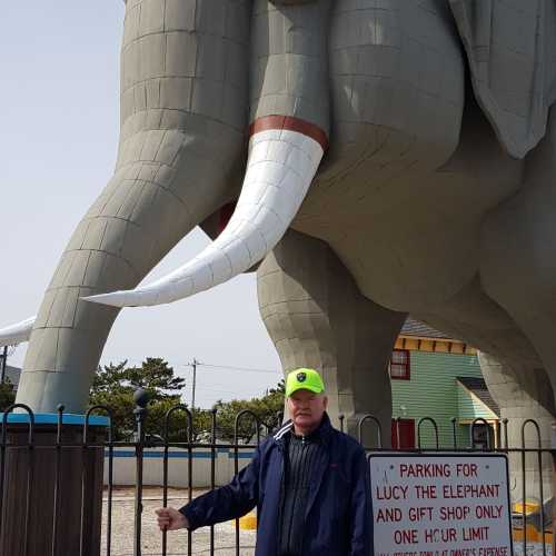 слониха Люси, United States