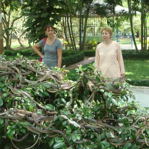 Дельта Меконга, Вьетнам