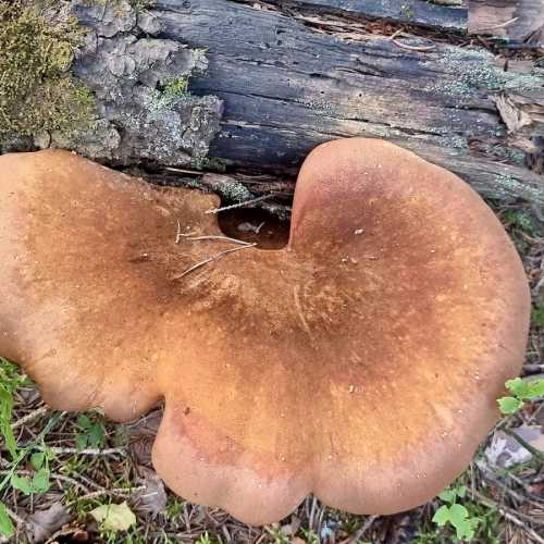 линдуловская роща, Россия