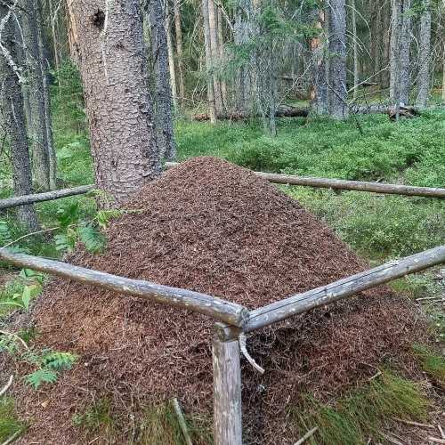 линдуловская роща, Россия