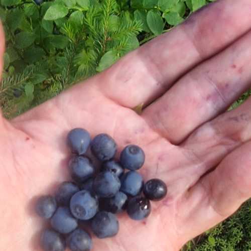 линдуловская роща, Россия