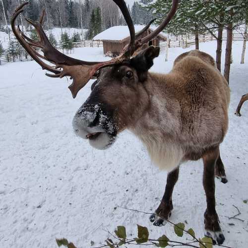 куркиёки, Russia