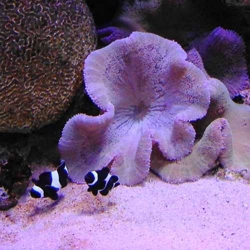 Эль-Кувейт, Кувейт