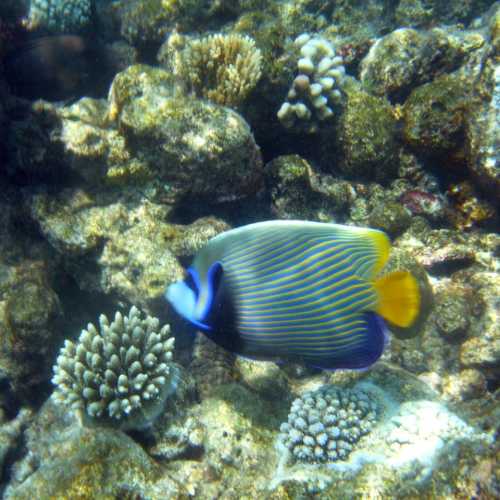 island Rannalhi, Мальдивские о-ва