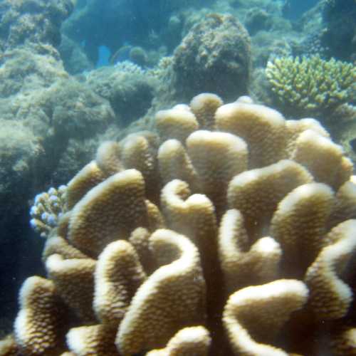 island Rannalhi, Мальдивские о-ва