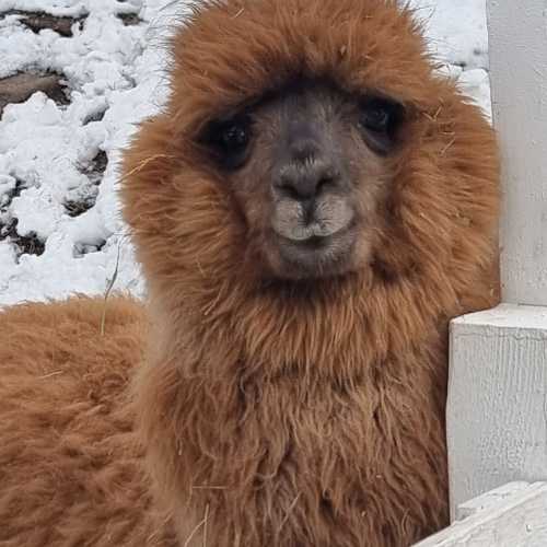 парк альпак 