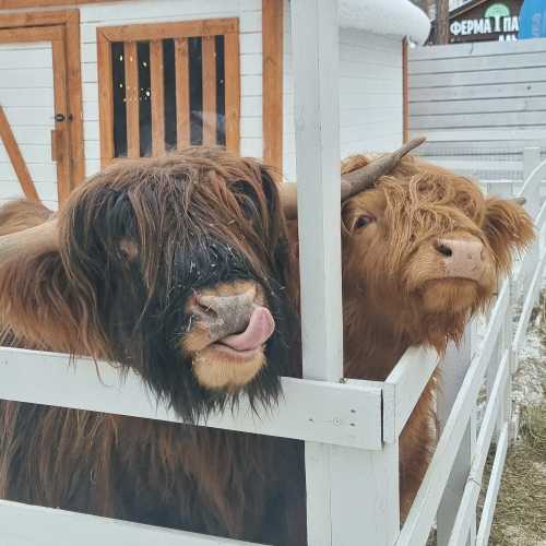 парк альпак 