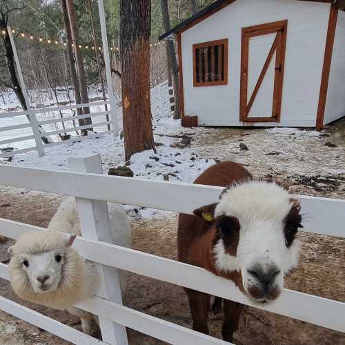 парк альпак 