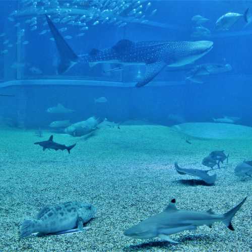 Osaka Aquarium Kaiyukan, Japan