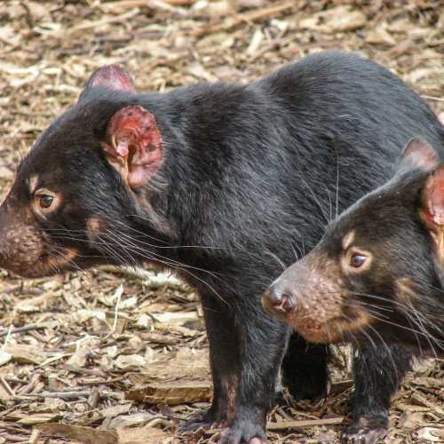 Tasmanian devil Unzoo, Австралия
