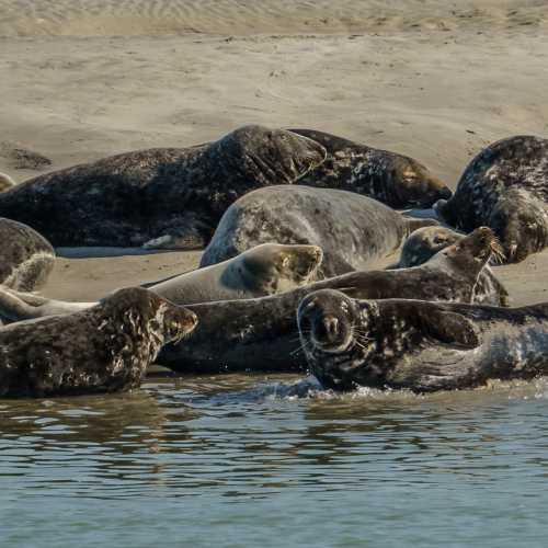 Plage de Berck, Франция