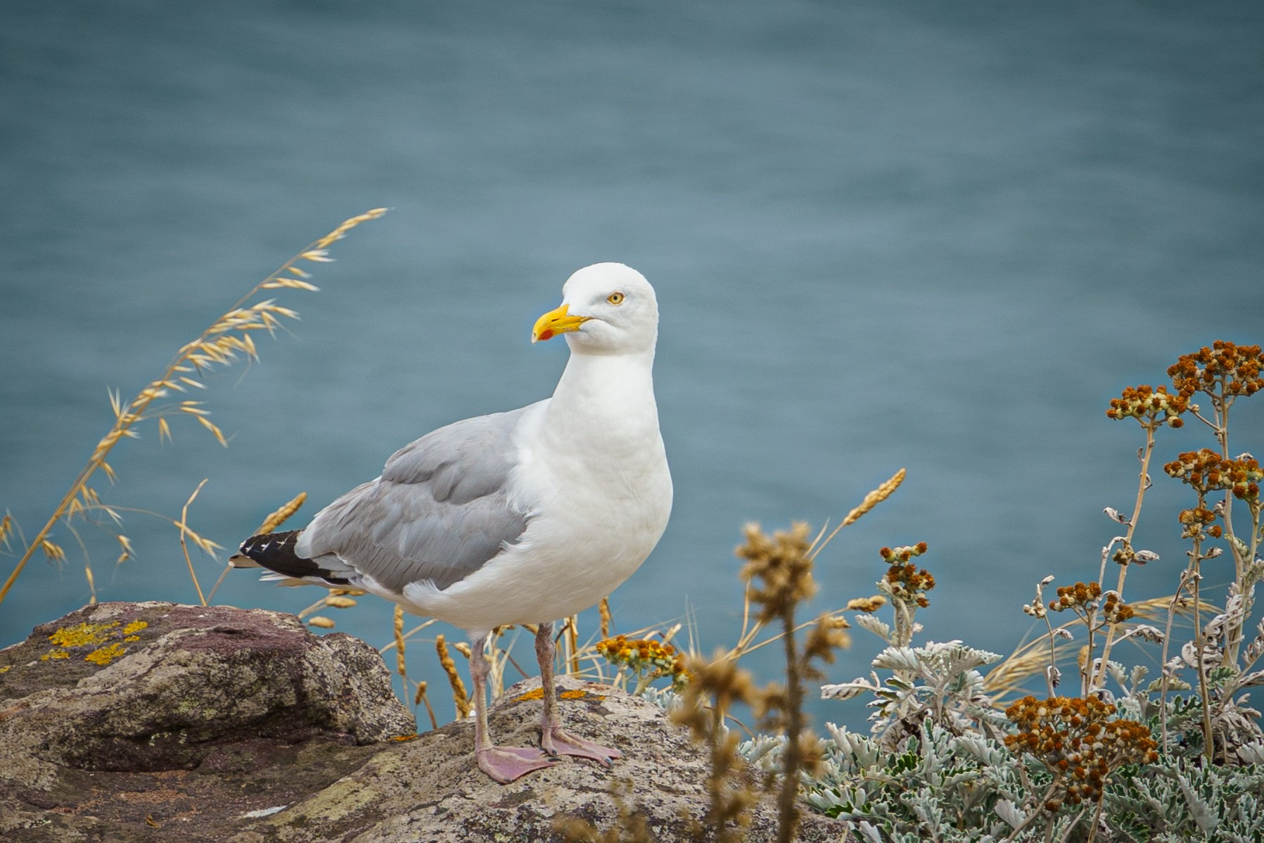 Cap Frehel, Франция